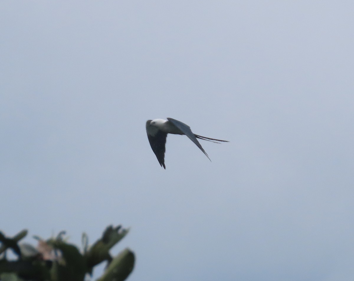 Swallow-tailed Kite - ML618688265