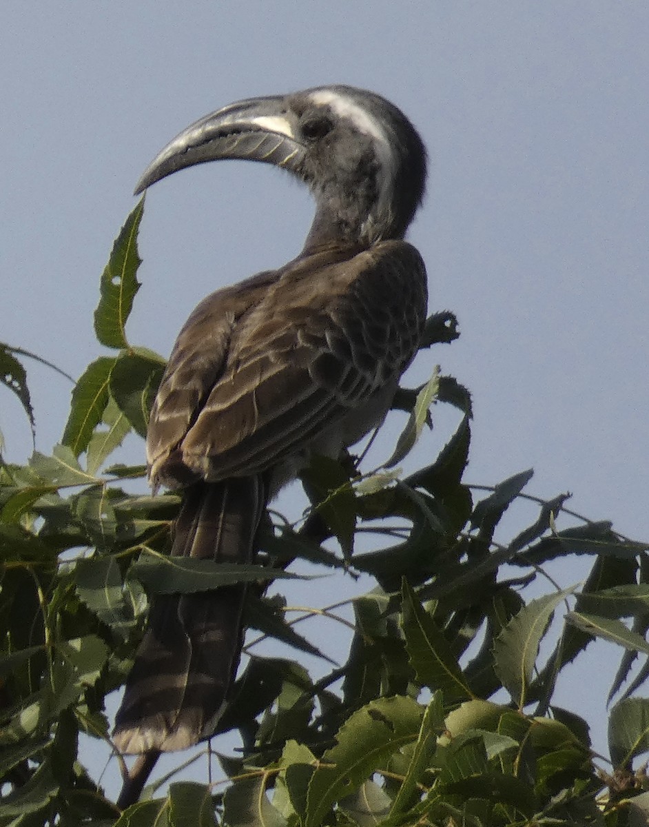 African Gray Hornbill - ML618688270