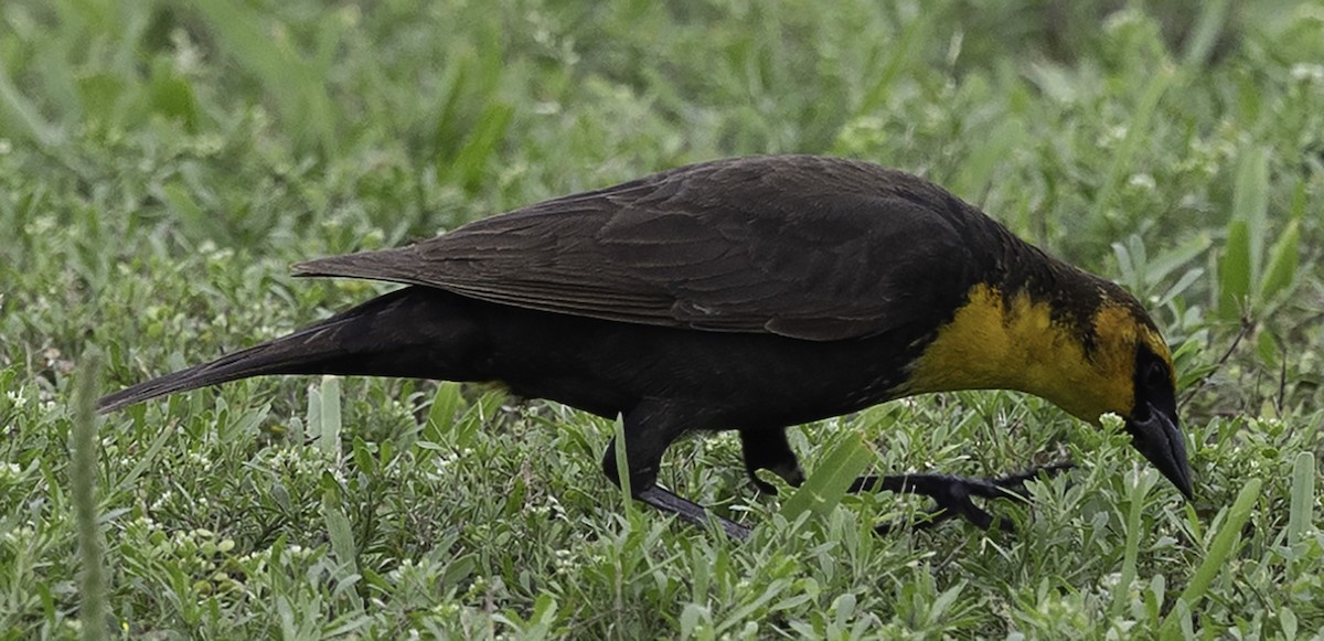 Yellow-headed Blackbird - ML618688275
