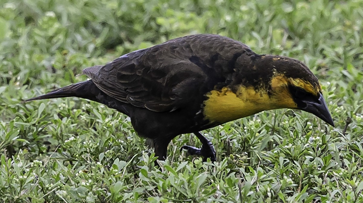 Yellow-headed Blackbird - ML618688276