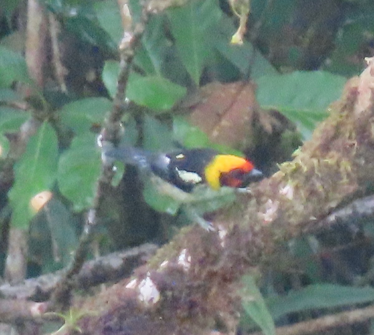 Flame-faced Tanager - ML618688301