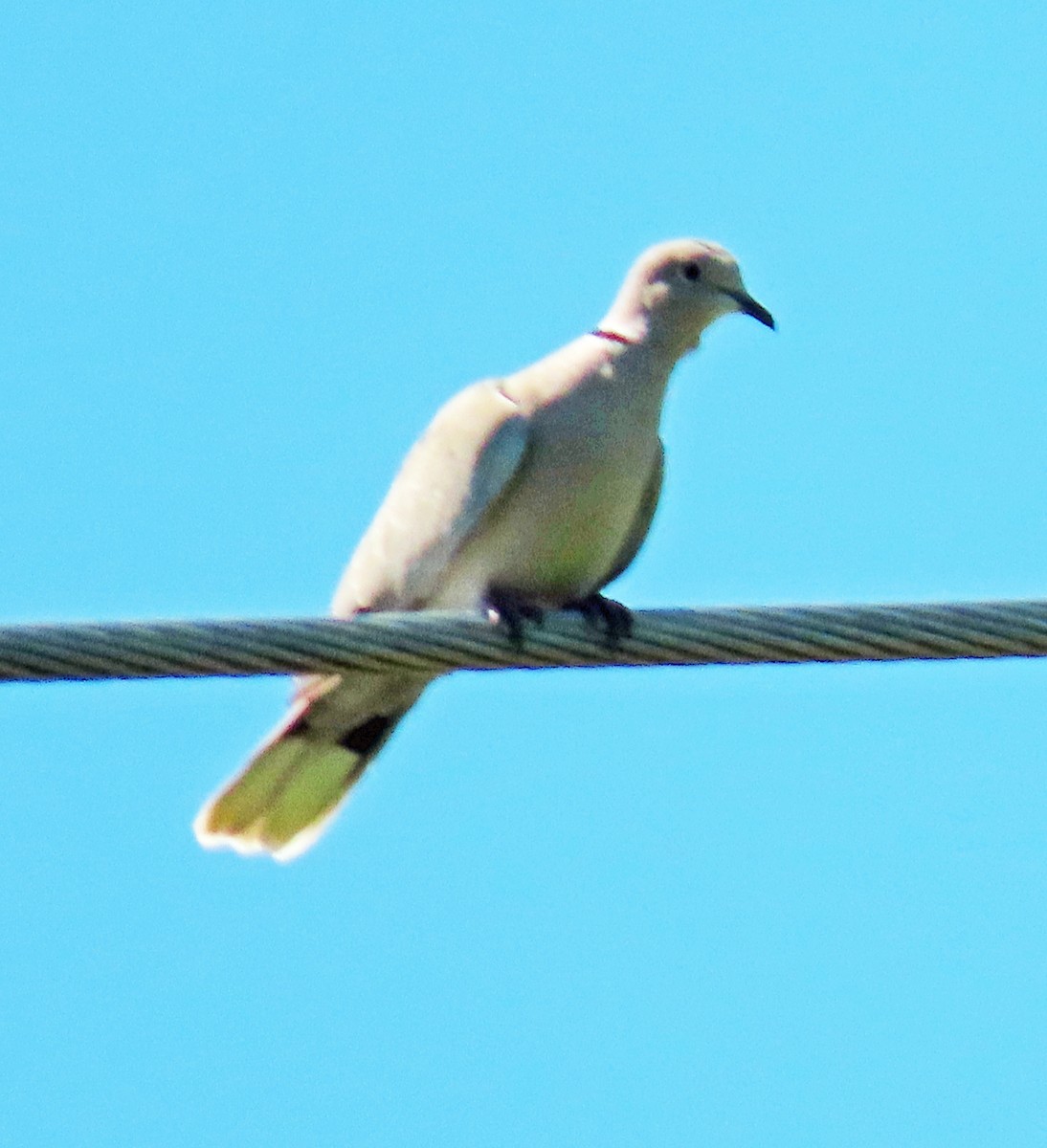Eurasian Collared-Dove - ML618688309