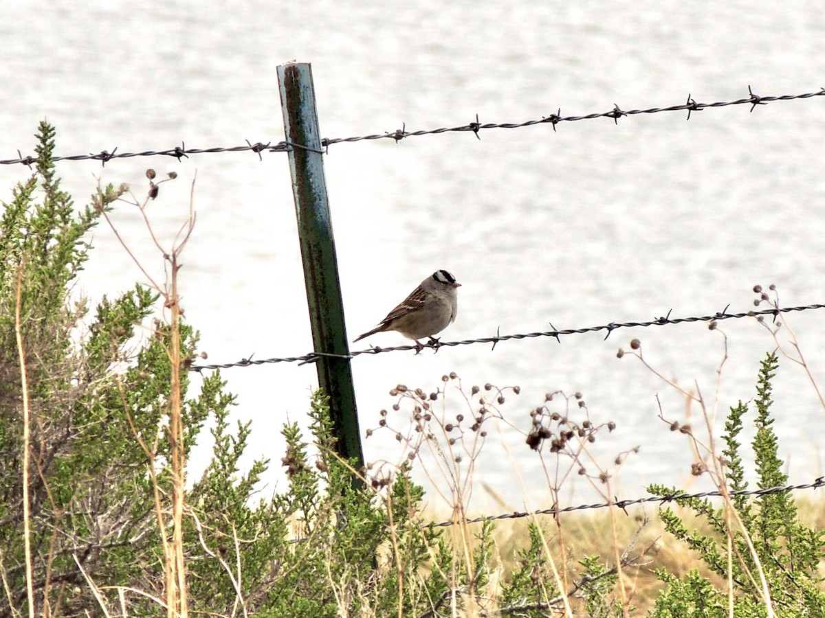 White-crowned Sparrow - ML618688341