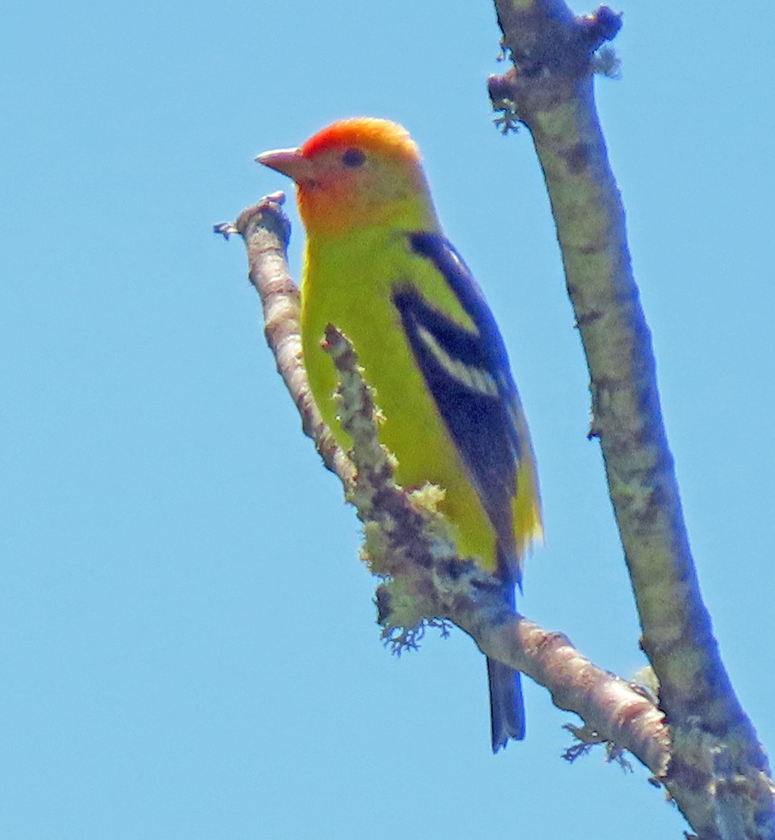 Western Tanager - ML618688376