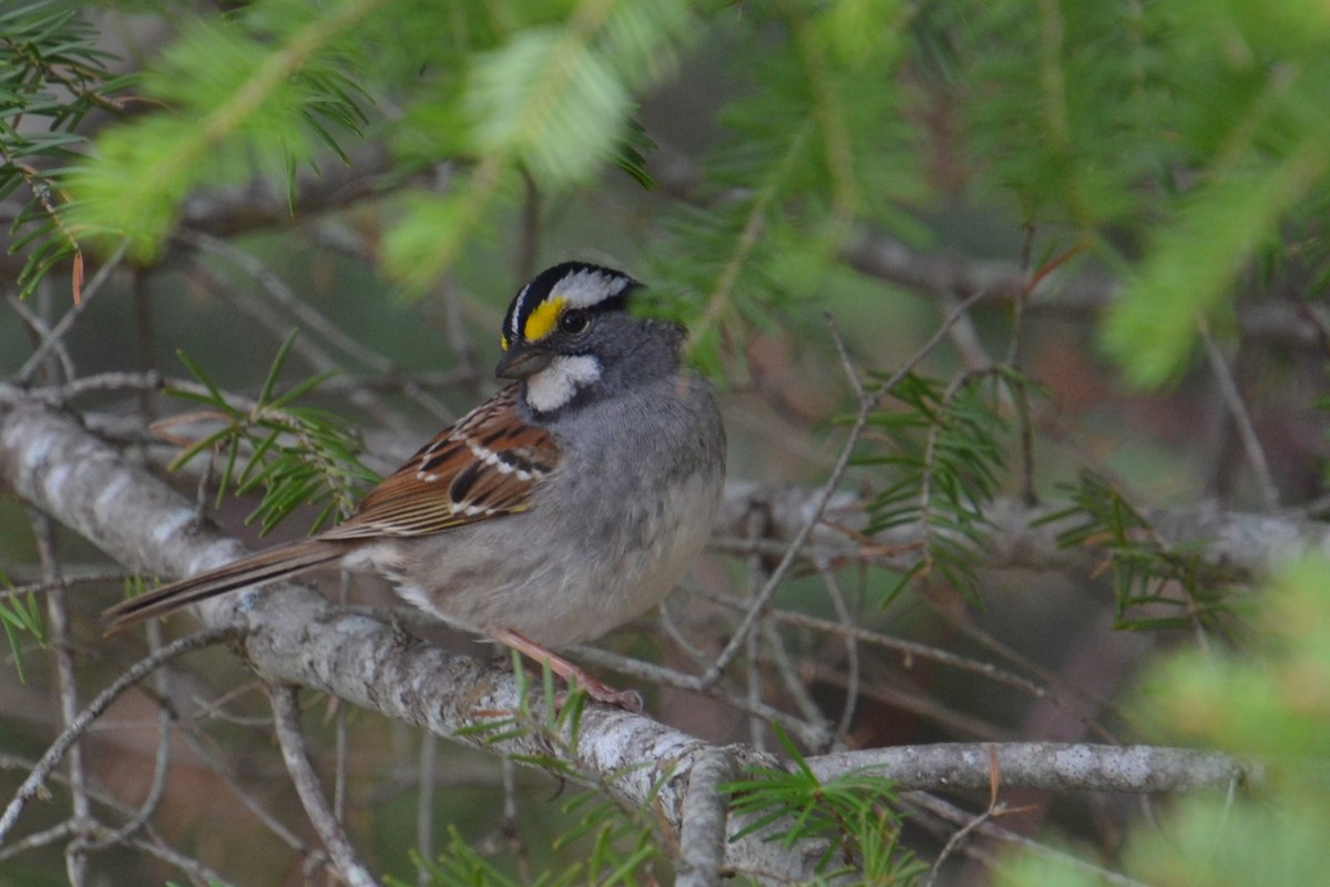 White-throated Sparrow - ML618688377