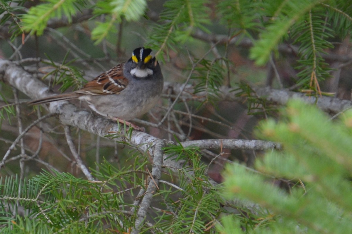 White-throated Sparrow - ML618688378