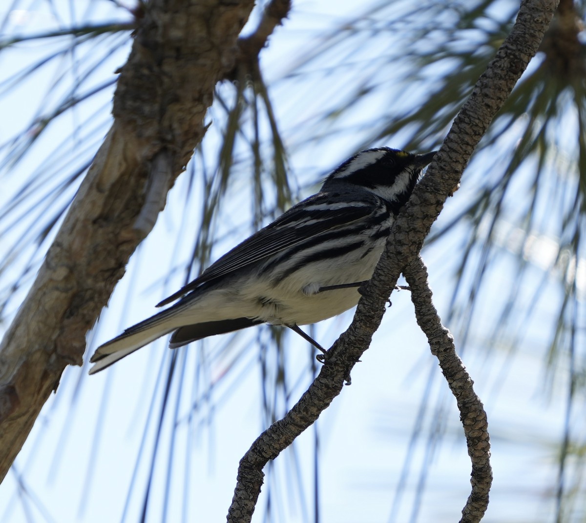 Black-throated Gray Warbler - ML618688406