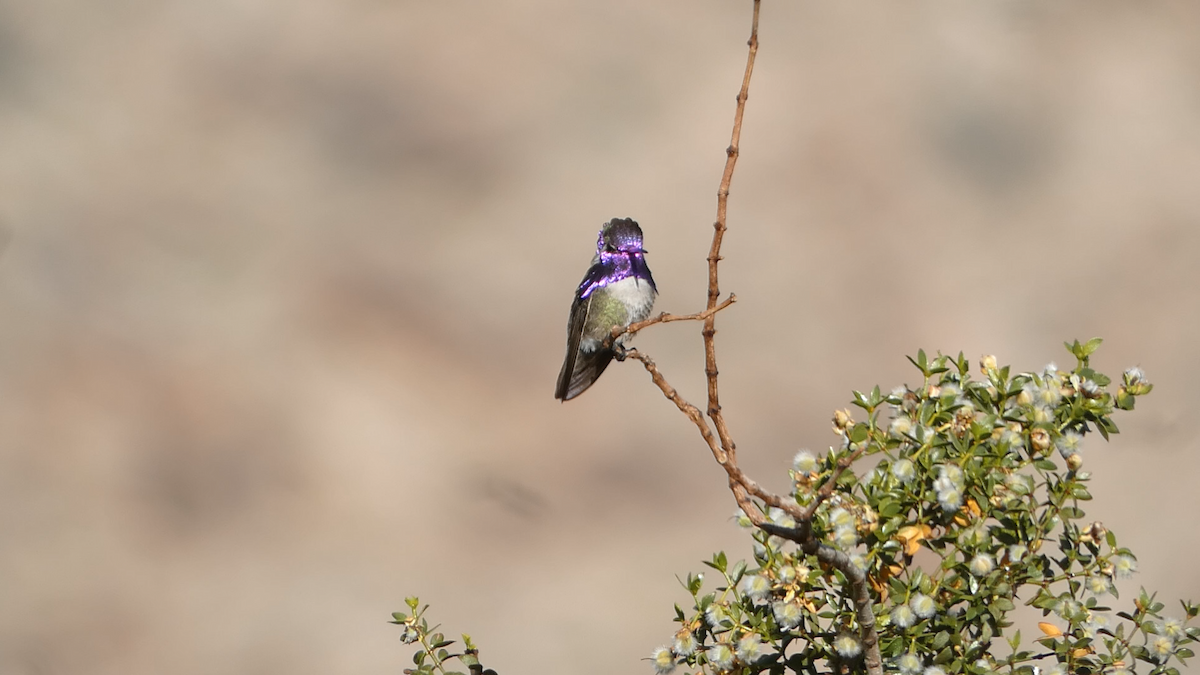Costa's Hummingbird - ML618688409
