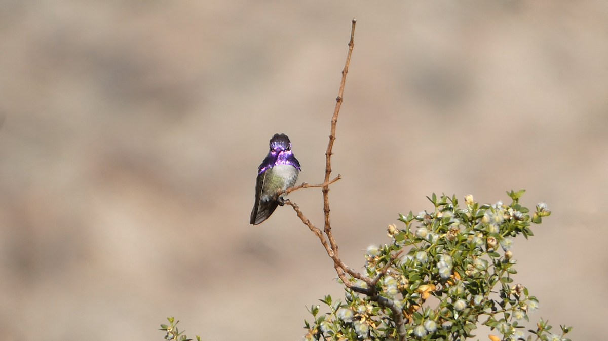 Costa's Hummingbird - ML618688410