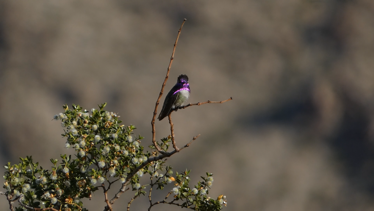 Costa's Hummingbird - ML618688411