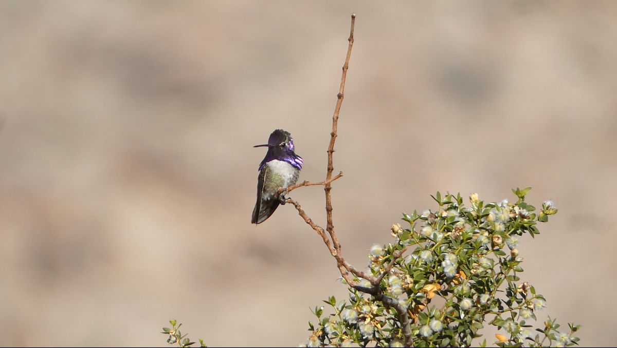 Costa's Hummingbird - ML618688413