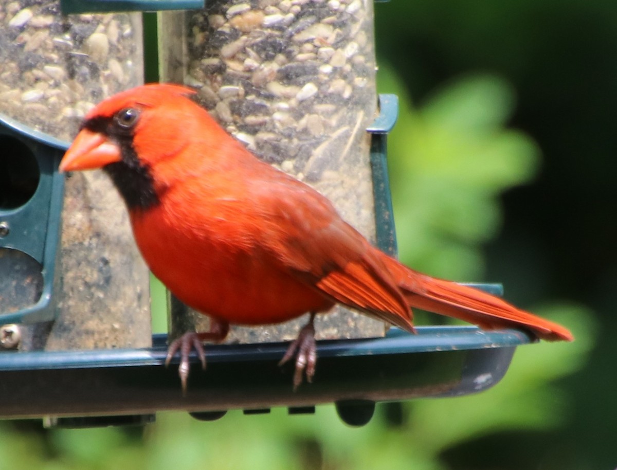 Cardinal rouge - ML618688432