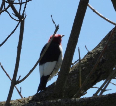 Red-headed Woodpecker - Terry Ansel