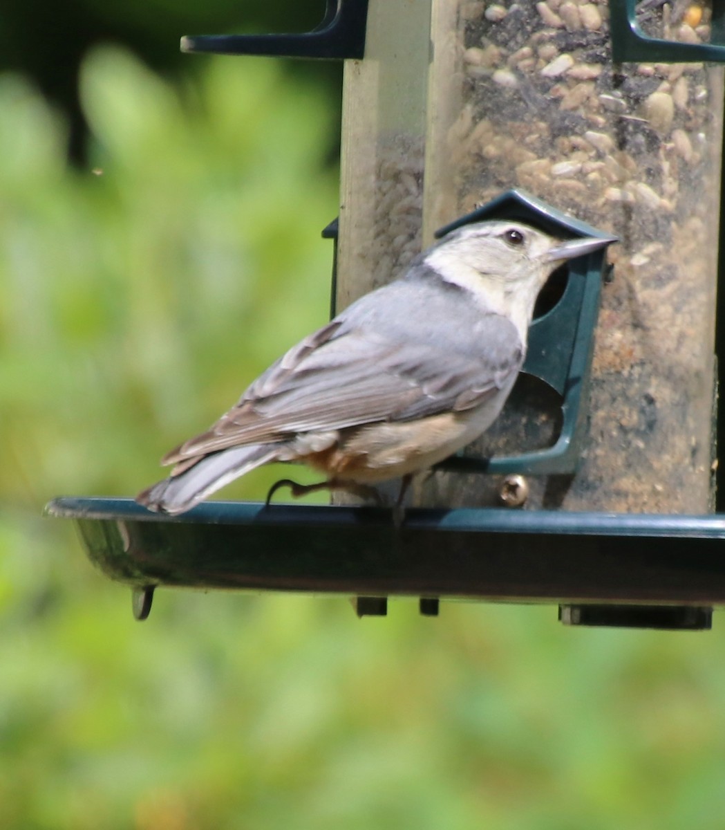 White-breasted Nuthatch - ML618688468