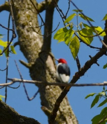 Red-headed Woodpecker - ML618688471