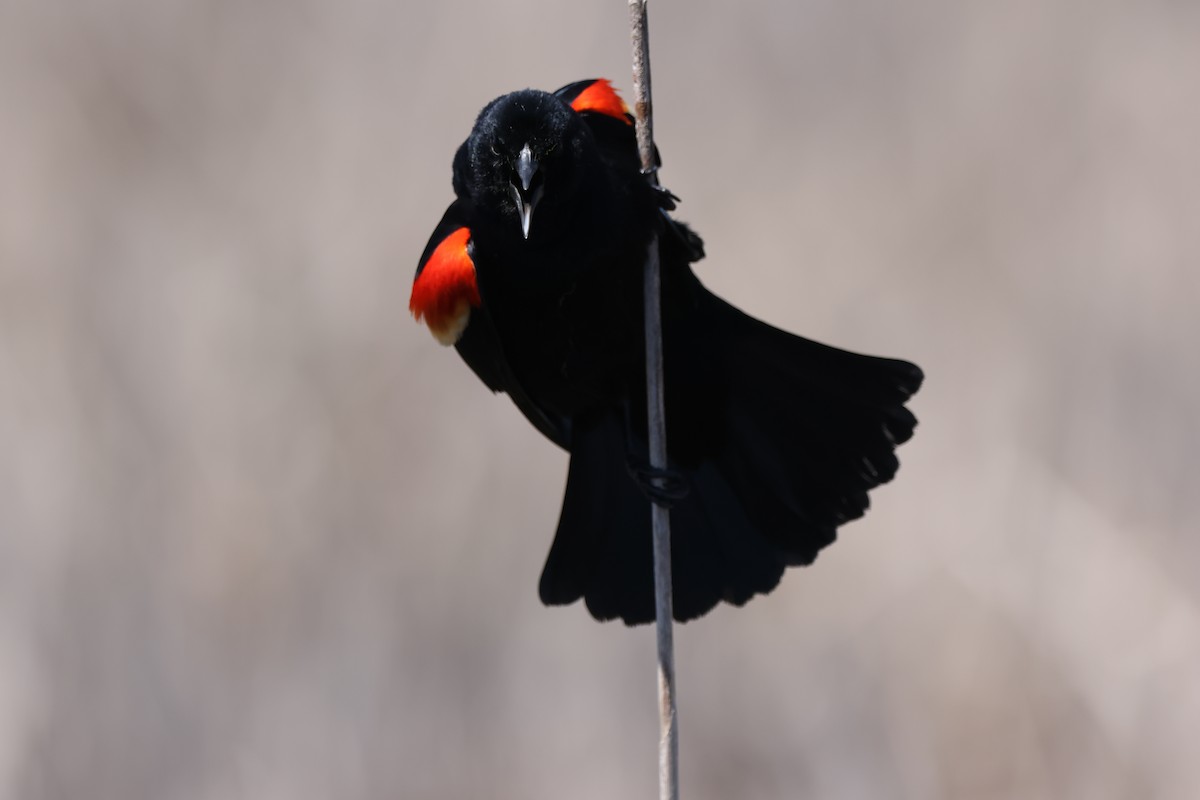 Red-winged Blackbird - ML618688483