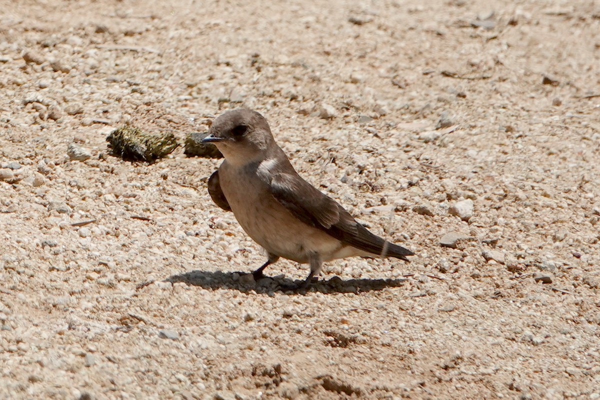 Northern Rough-winged Swallow - ML618688484