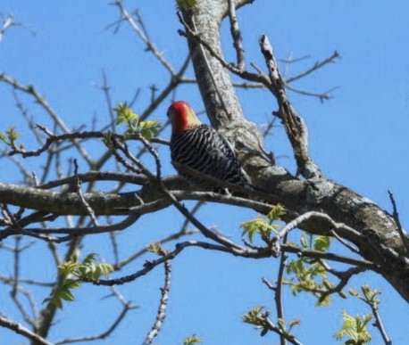 Red-bellied Woodpecker - Terry Ansel