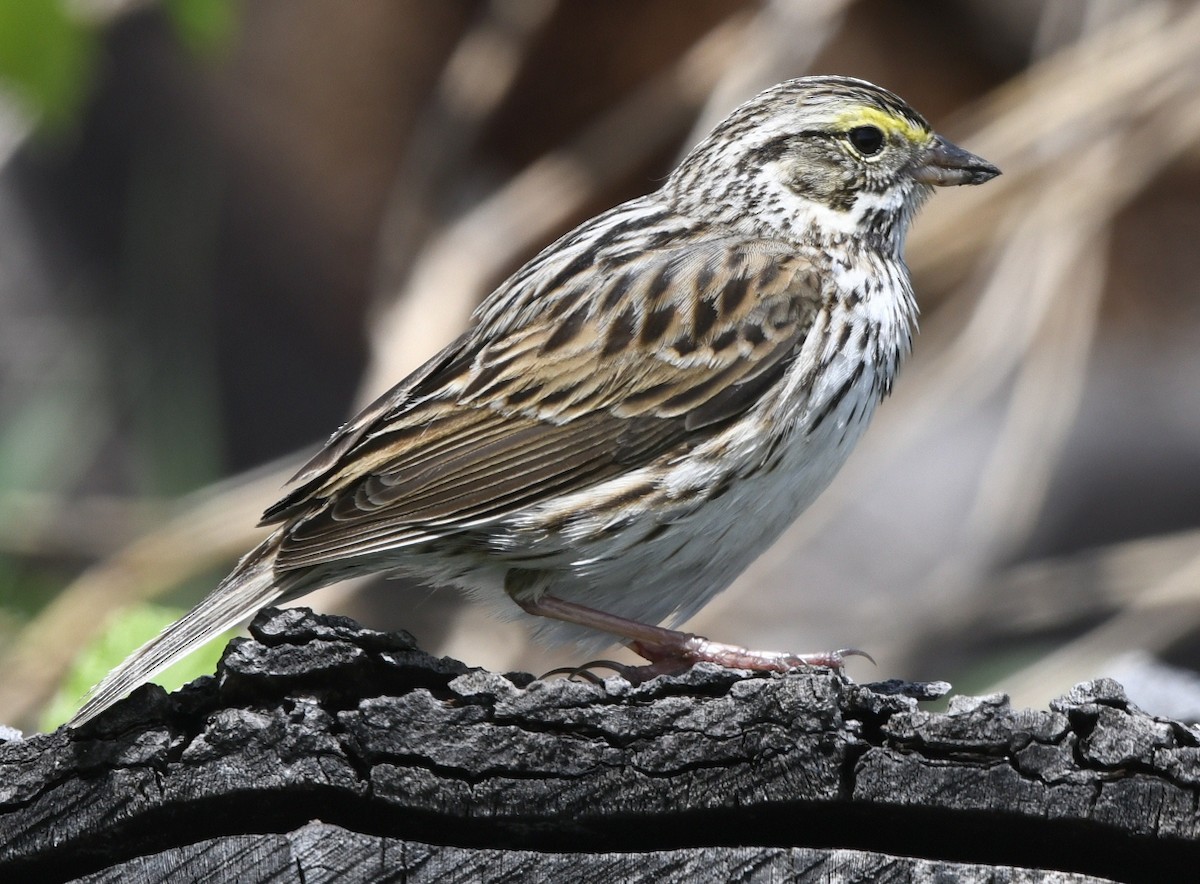 Savannah Sparrow (Savannah) - ML618688548