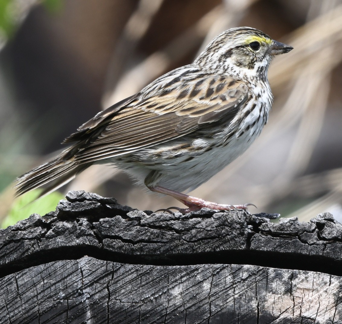 Savannah Sparrow (Savannah) - Randy Bodkins