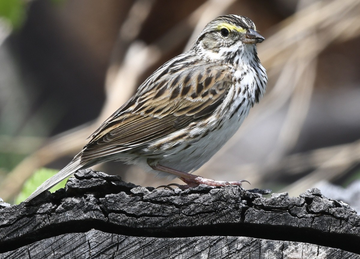 Savannah Sparrow (Savannah) - ML618688550