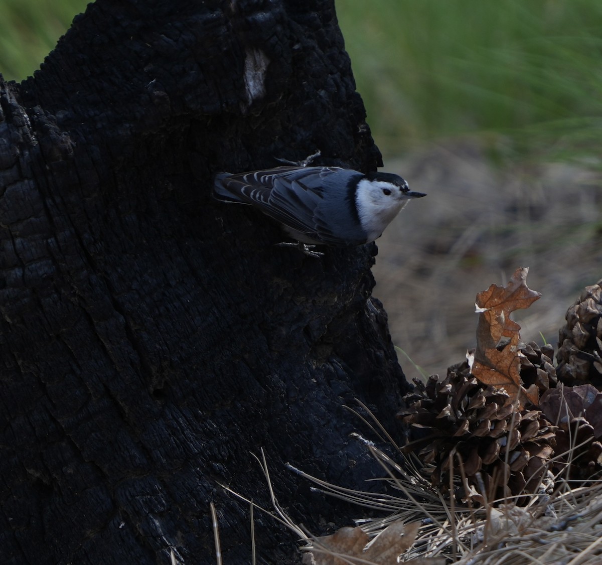 White-breasted Nuthatch - ML618688602
