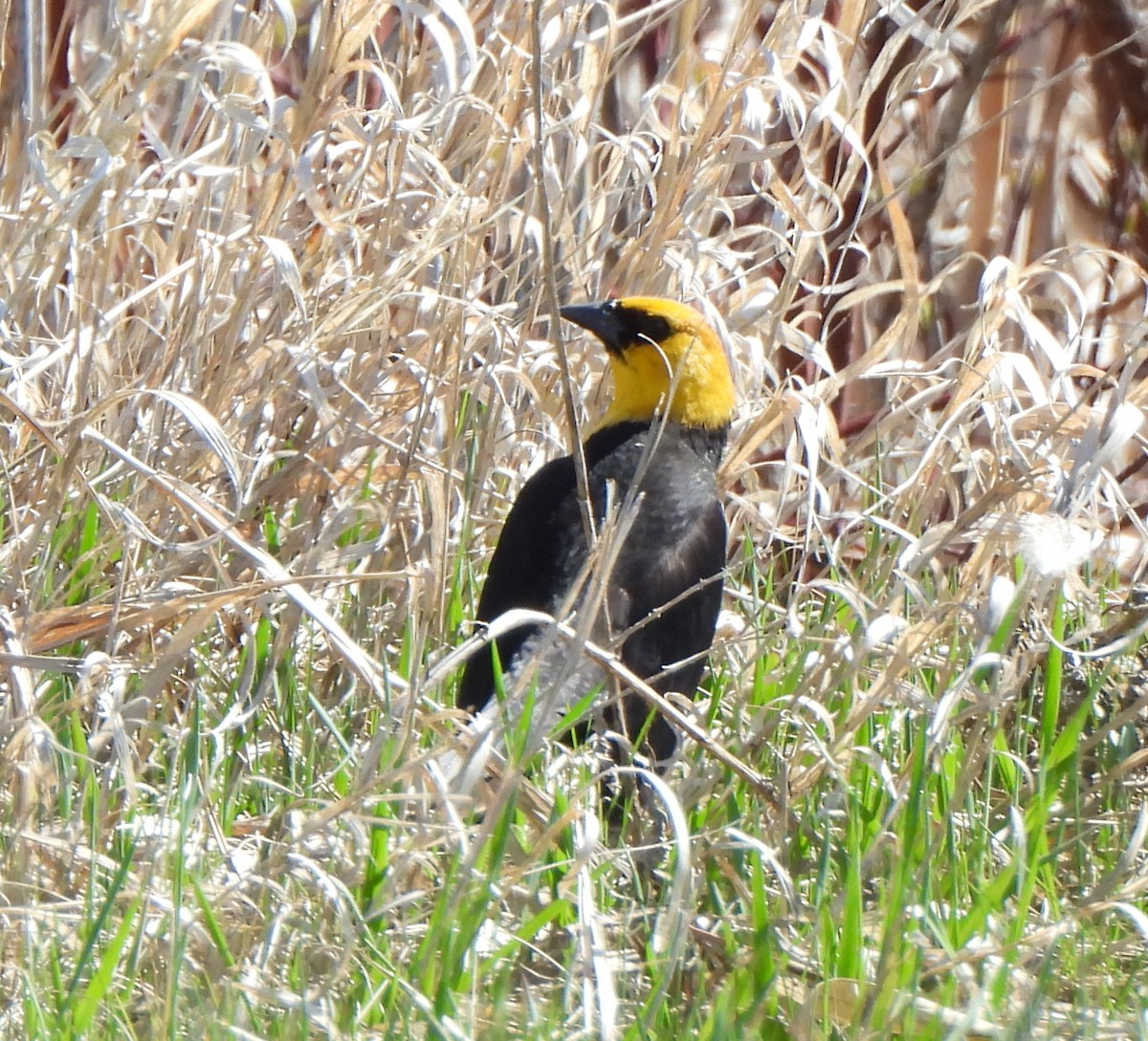 Yellow-headed Blackbird - ML618688618