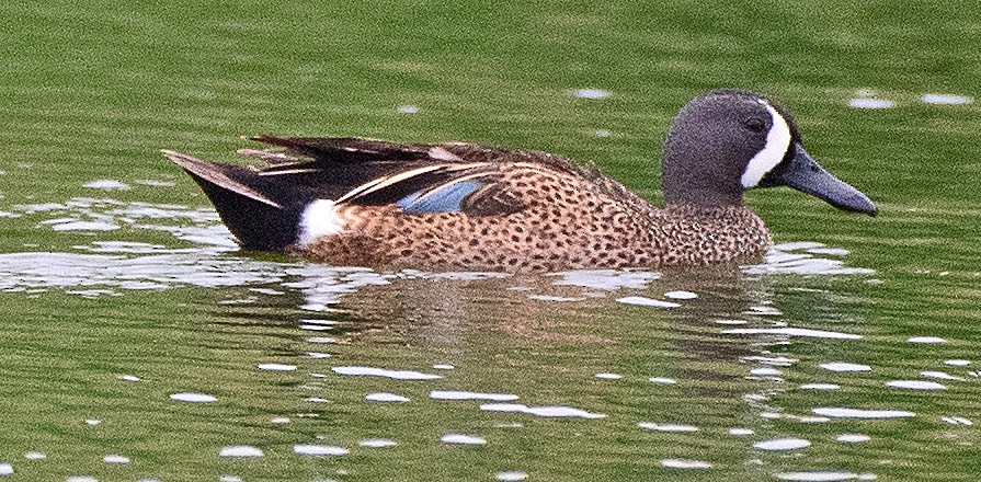 Blue-winged Teal - ML618688621