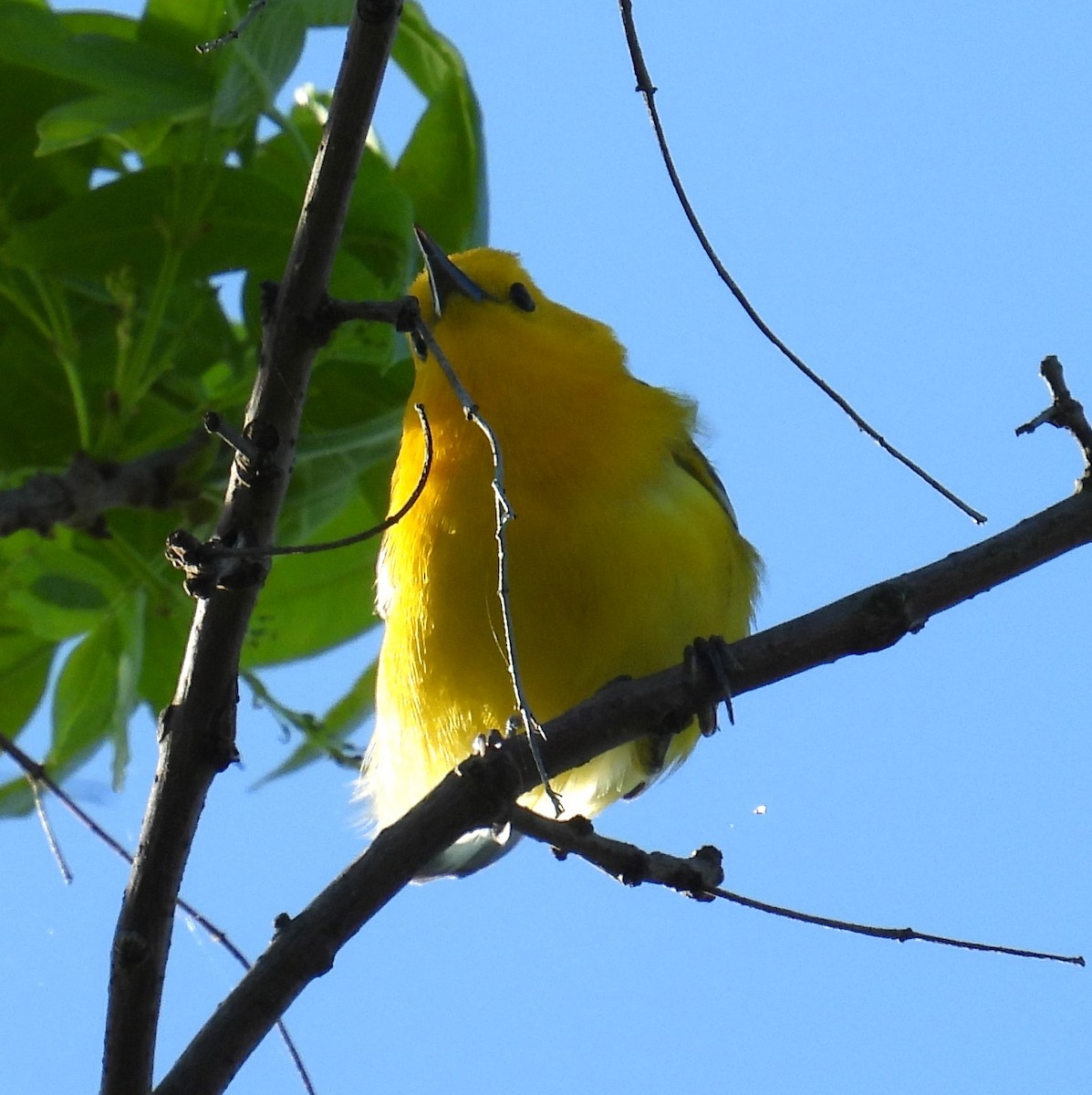 Prothonotary Warbler - ML618688654