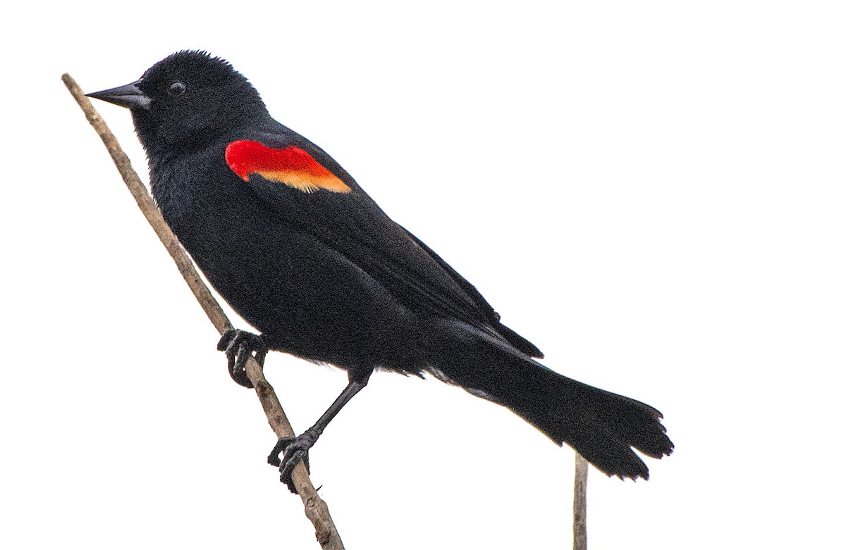 Red-winged Blackbird - ML618688682