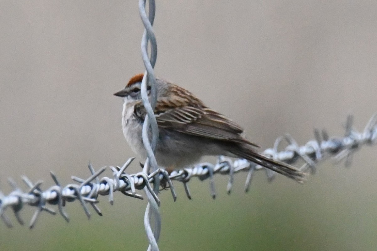 Chipping Sparrow - ML618688701