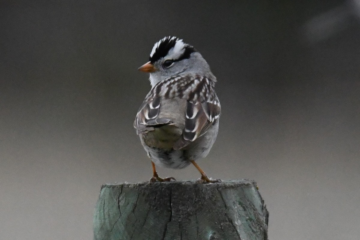 White-crowned Sparrow - ML618688712