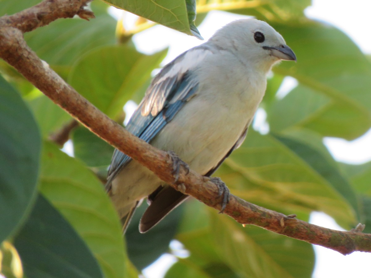 Blue-gray Tanager - ML618688721