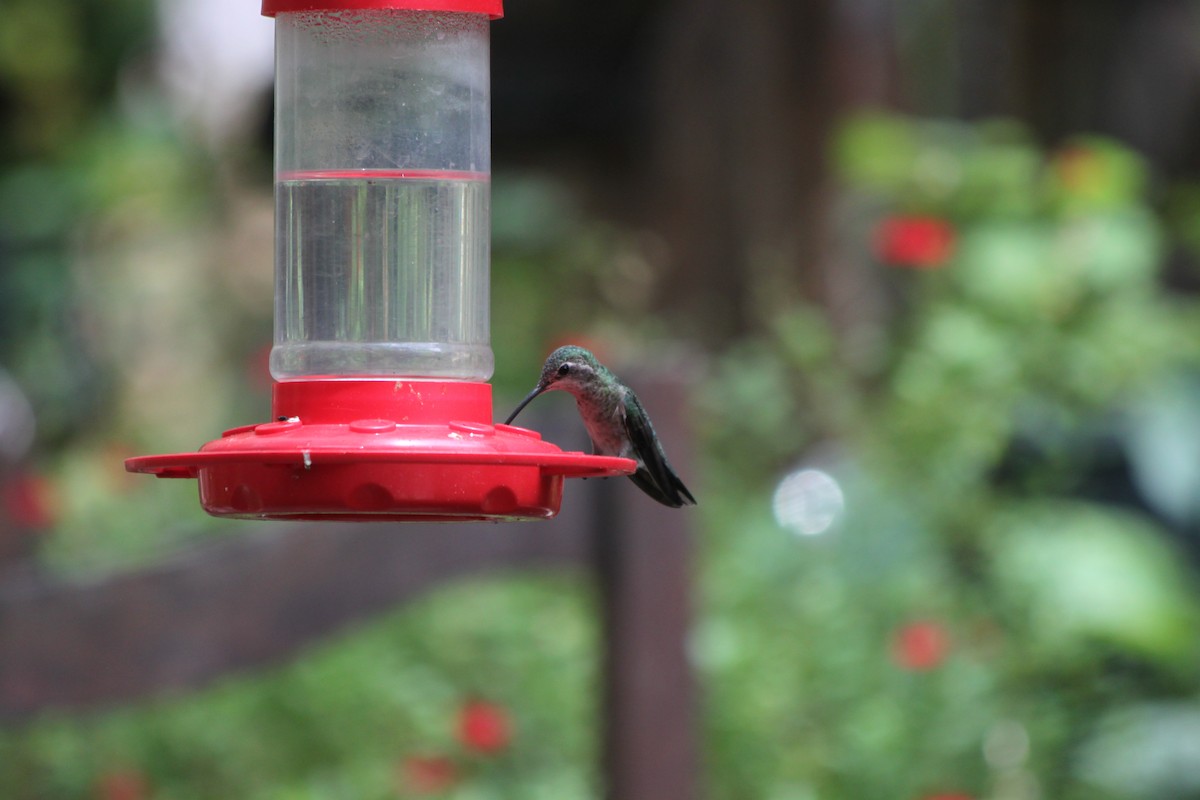 Broad-billed Hummingbird - ML618688730