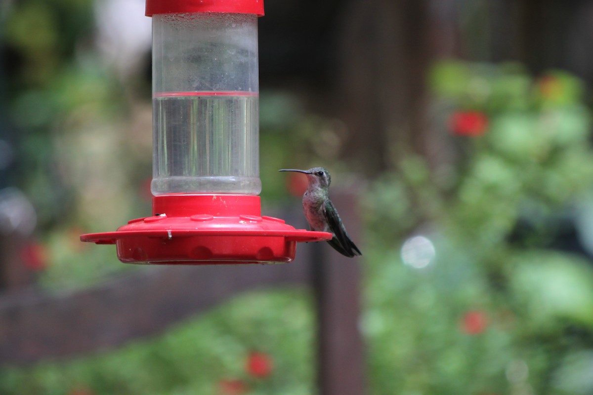 Broad-billed Hummingbird - ML618688731