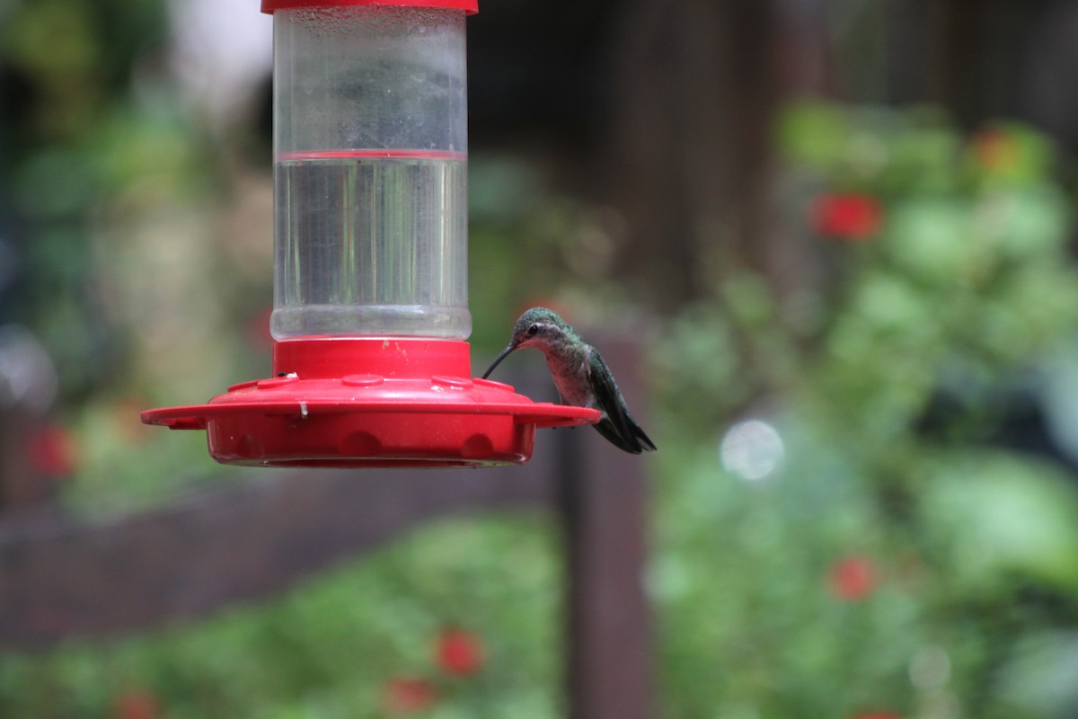 Broad-billed Hummingbird - ML618688732
