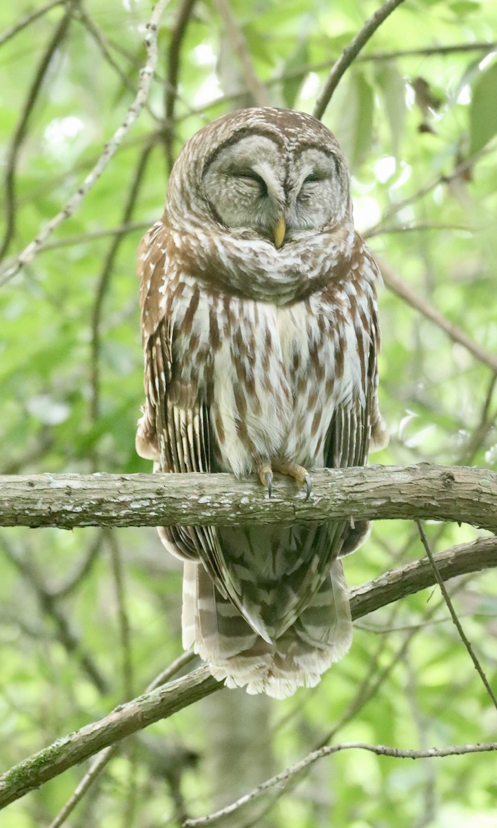 Barred Owl - Mary Petrie