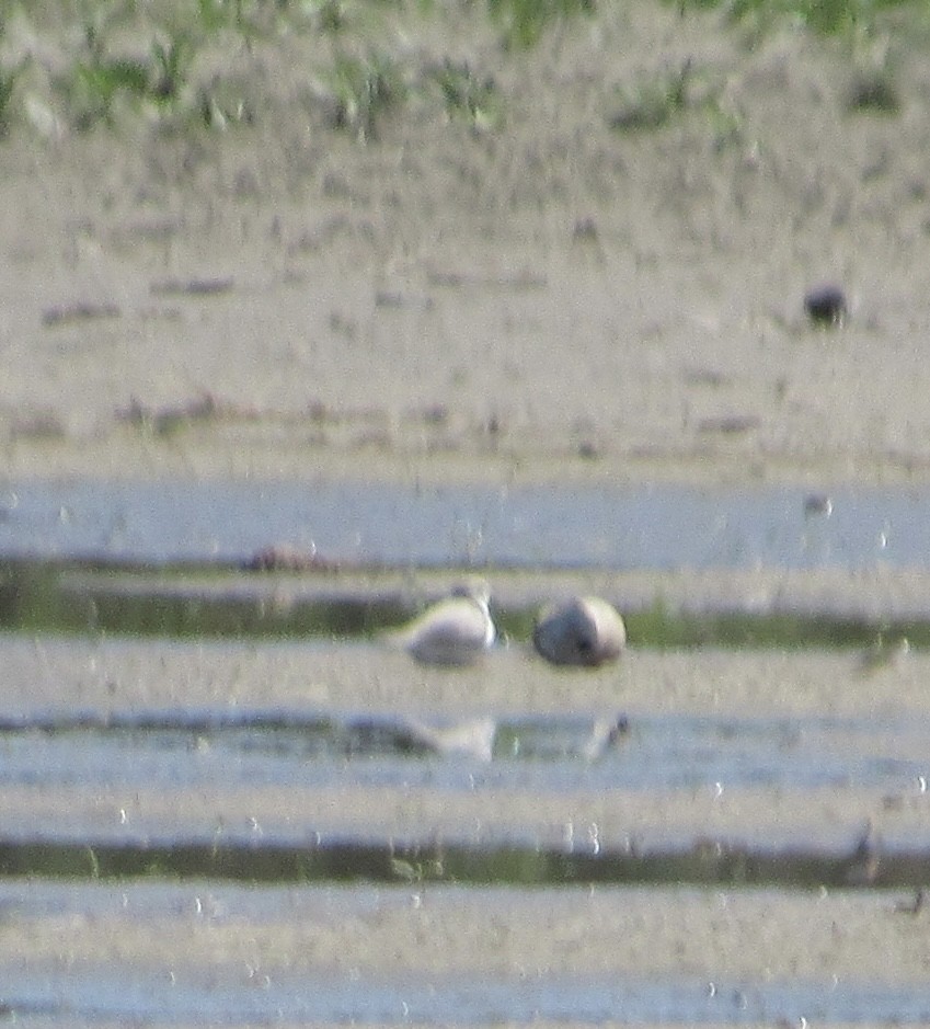 Piping Plover - ML618688783