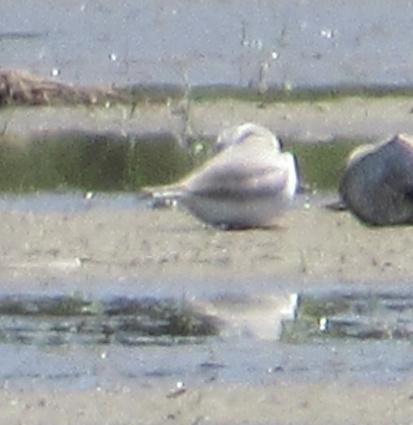 Piping Plover - ML618688784