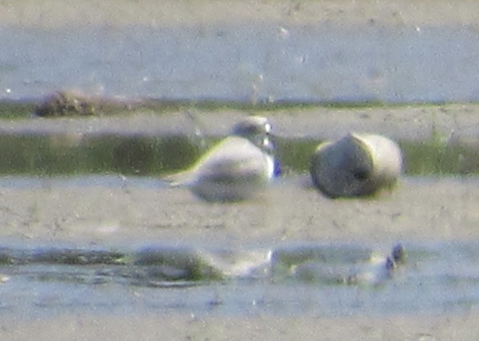 Piping Plover - ML618688785