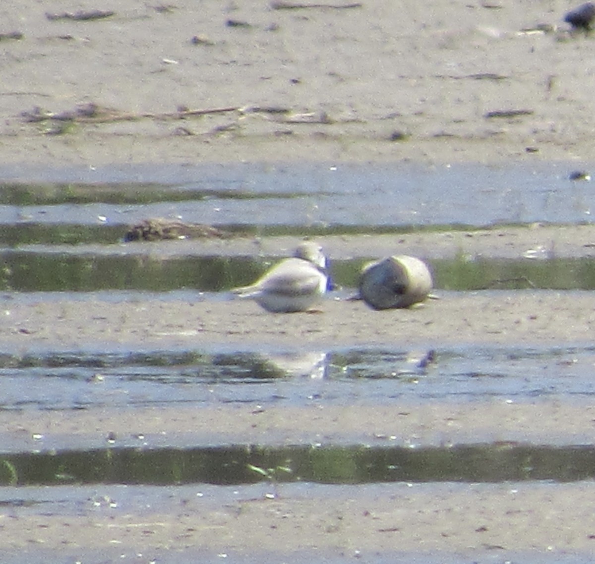 Piping Plover - ML618688786