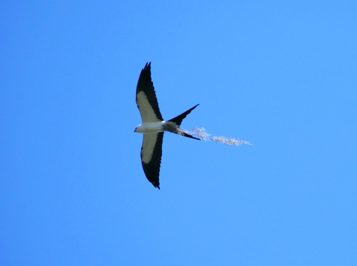 Swallow-tailed Kite - ML618688811