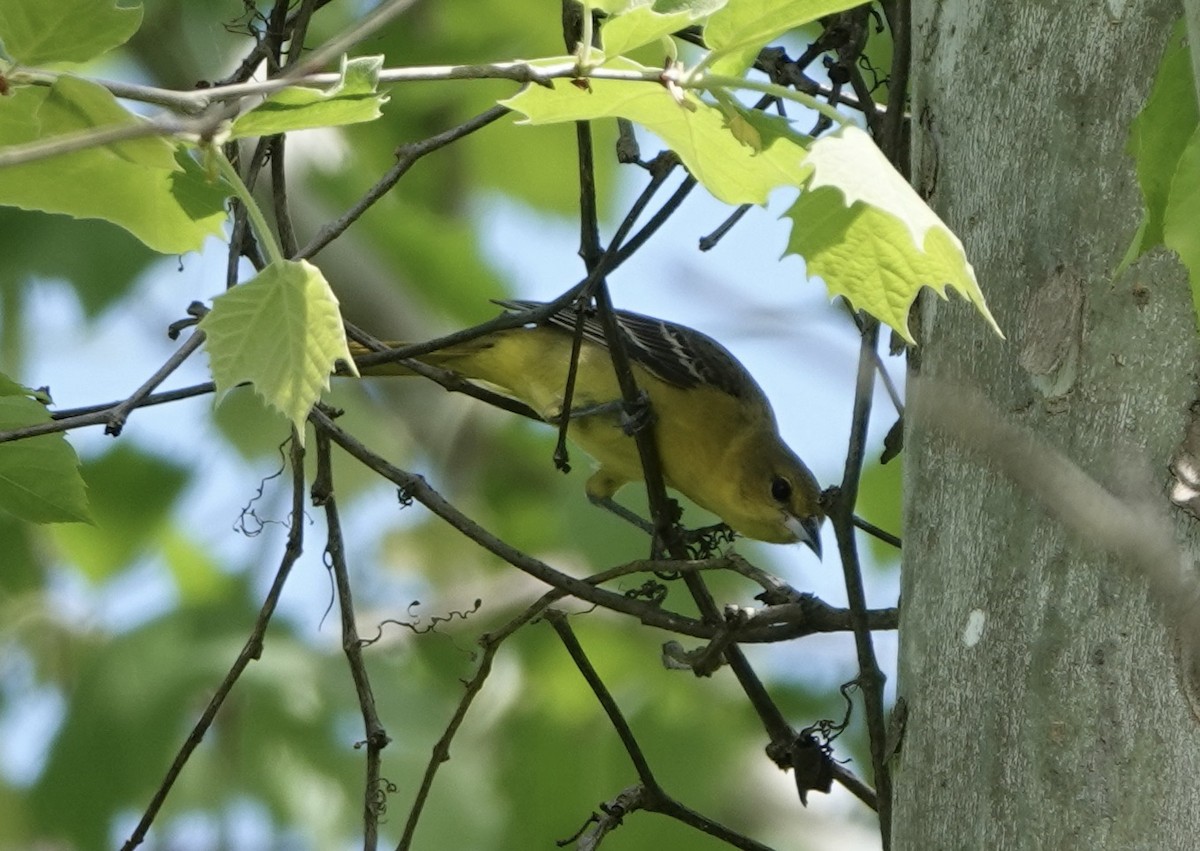 Orchard Oriole - ML618688812