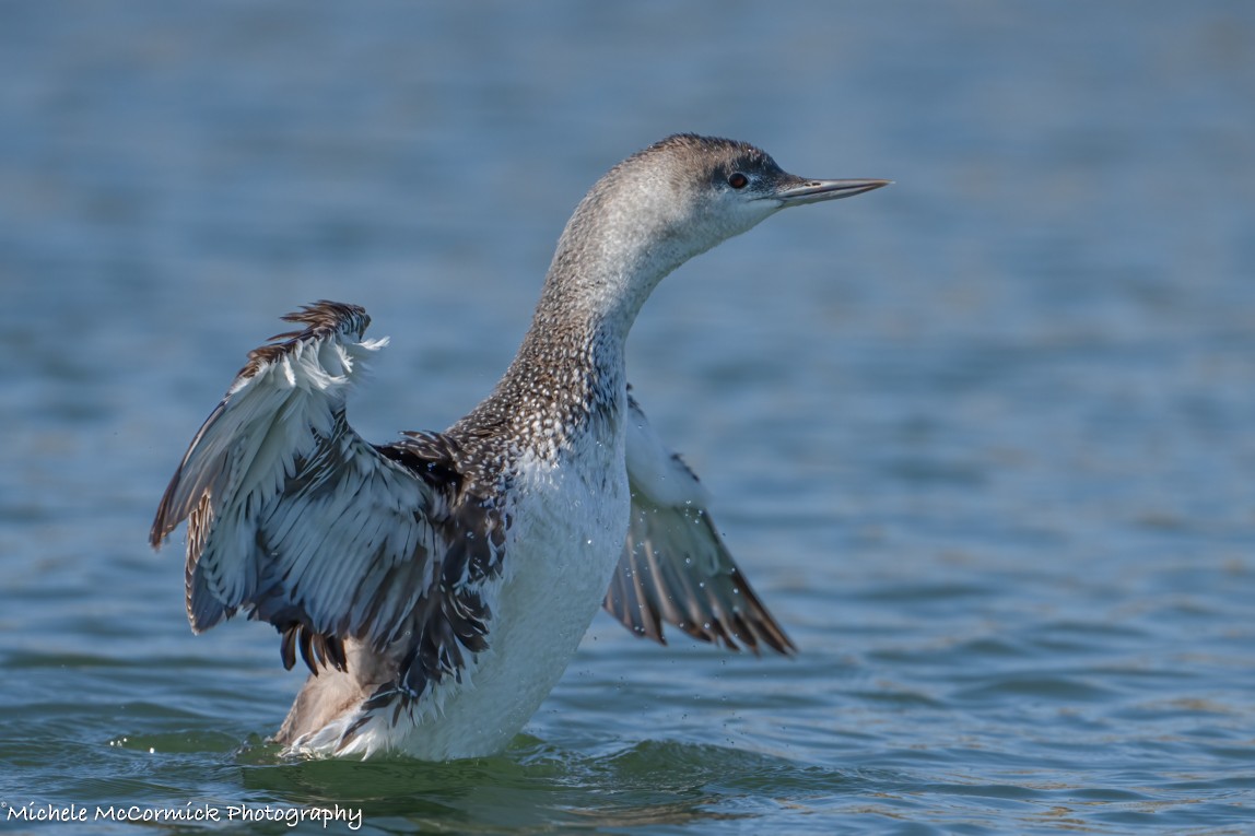 Red-throated Loon - ML618688825