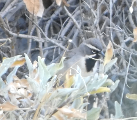 Black-throated Sparrow - ML618688829