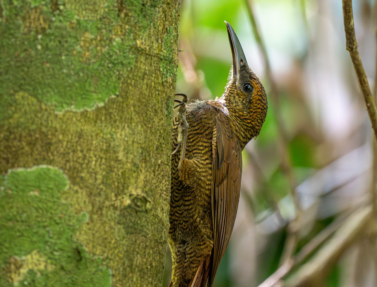 Northern Barred-Woodcreeper - Forest Botial-Jarvis