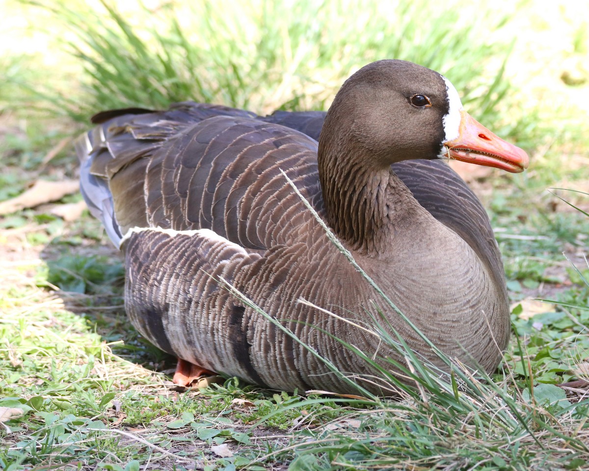 Greater White-fronted Goose - ML618688873