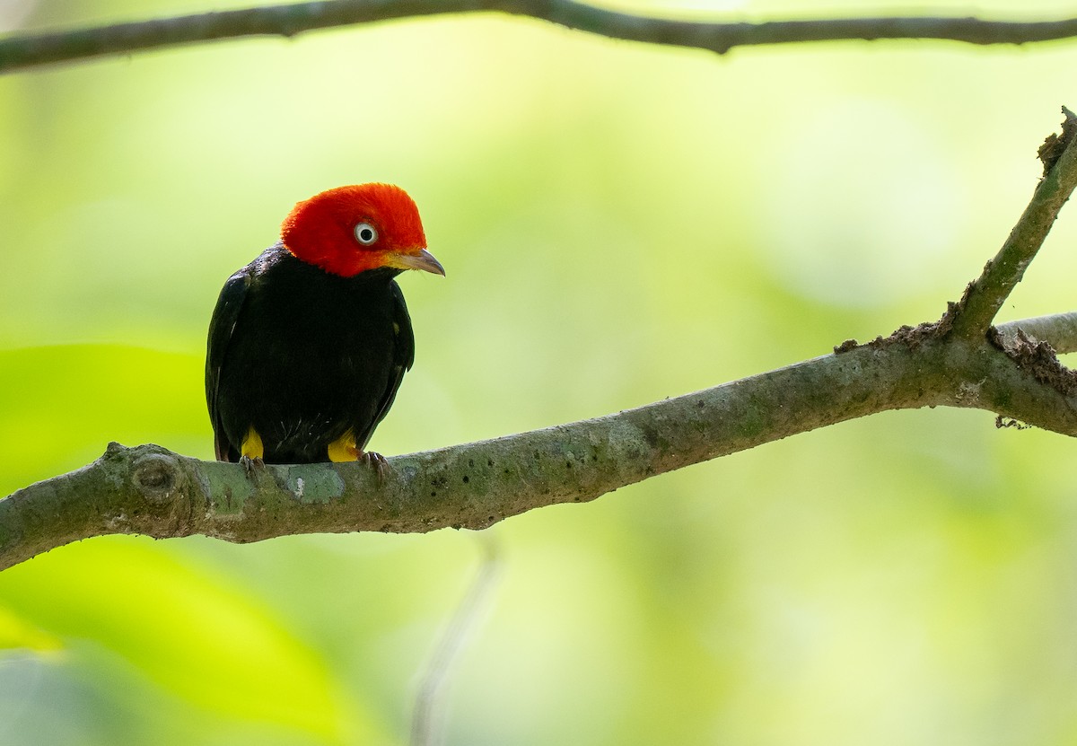 Red-capped Manakin - ML618688878