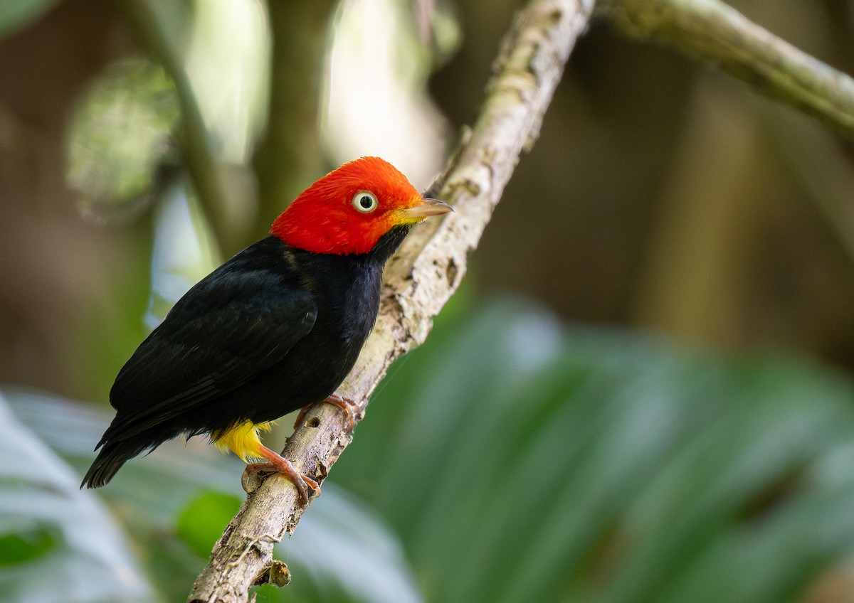 Red-capped Manakin - ML618688879
