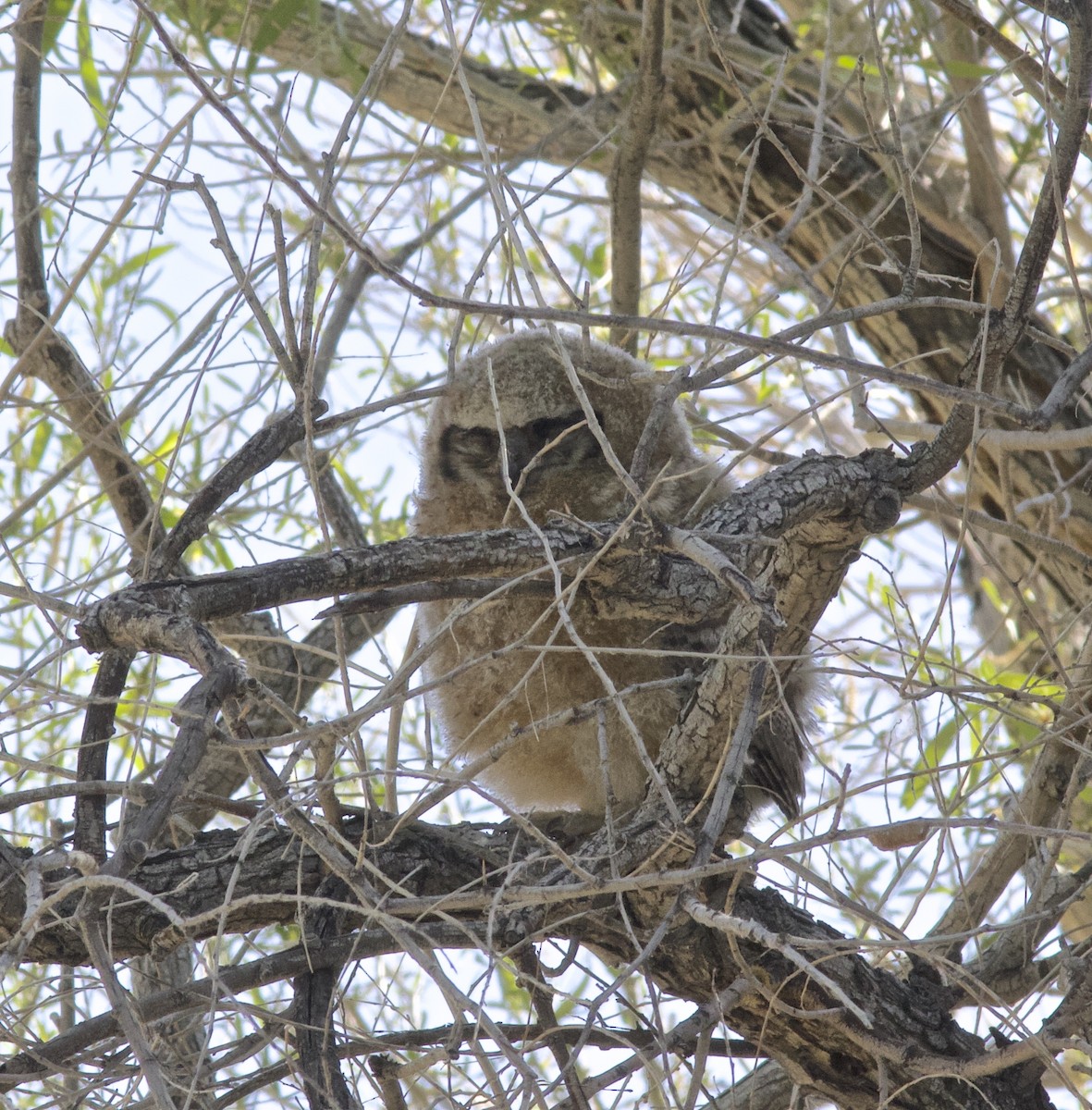 Great Horned Owl - ML618688891